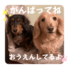 [LINEスタンプ] クー＆レモン！仲良しスタンプ！