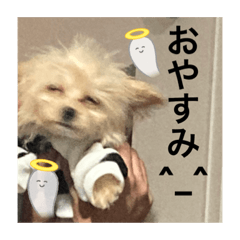 [LINEスタンプ] 我が家のきゃわいいペット達。