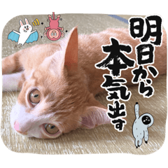 [LINEスタンプ] 茶白猫シンバの日常2