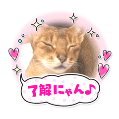 [LINEスタンプ] アビの日常！