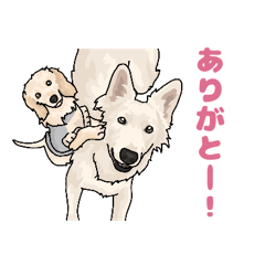 [LINEスタンプ] ホワイトスイスシェパード＆ダップー1