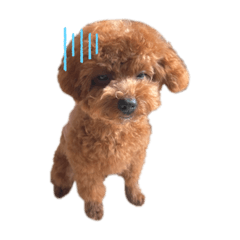 [LINEスタンプ] I'm chaboooooo！