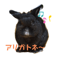 [LINEスタンプ] 黒ウサギのスタンプ