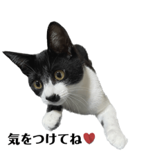 [LINEスタンプ] AMO RIRI
