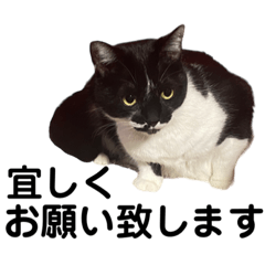 [LINEスタンプ] シヒタンとハナ8