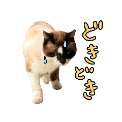 [LINEスタンプ] 日本ネコスク