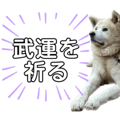 [LINEスタンプ] 秋田犬あずき2の画像（メイン）