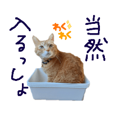 [LINEスタンプ] ねこのちゃぴ君