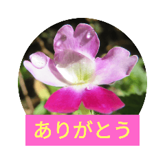 [LINEスタンプ] 大人の見やすいお花スタンプ