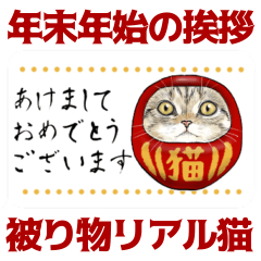 [LINEスタンプ] 年末年始に意外と使える吹き出し付リアル猫