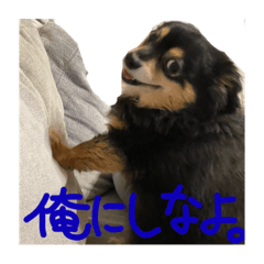 [LINEスタンプ] ふとったいぬ