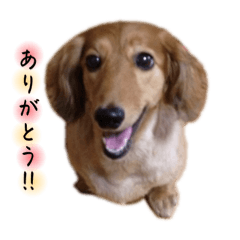 [LINEスタンプ] 可愛いレアちゃんのスタンプ 2