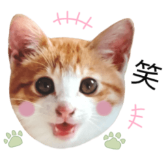 [LINEスタンプ] 茶トラ猫ケイちゃんの写真スタンプ