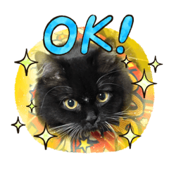 [LINEスタンプ] ねこねこぴのこ