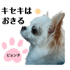 [LINEスタンプ] 応援スタンプ①チワワのピョンタの画像（メイン）