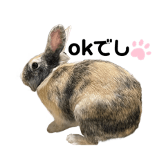 [LINEスタンプ] うさぎのベイリー