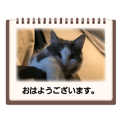 [LINEスタンプ] にゃんこにゃんこ6