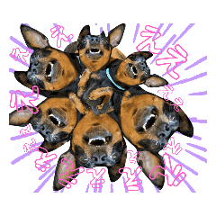 [LINEスタンプ] 名犬サクちゃん9