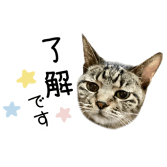 [LINEスタンプ] コジ♥ぶーちゃん♥しろ