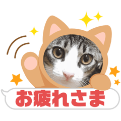 [LINEスタンプ] モナだよ