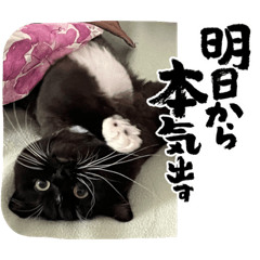 [LINEスタンプ] ねこねこぴのこ3