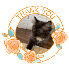 [LINEスタンプ] ねこねこぴのこ2