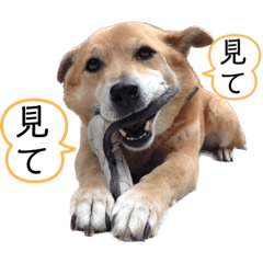 [LINEスタンプ] 小夢くんスタンプ6