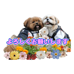 [LINEスタンプ] タヌ＆ぽお太郎スタンプ