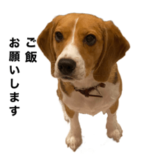 [LINEスタンプ] うちの社長犬