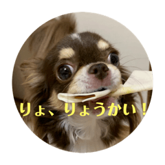 [LINEスタンプ] 犬三昧ver23