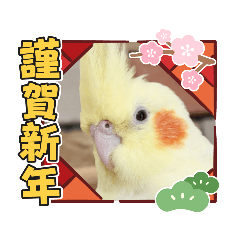 [LINEスタンプ] おかめインコキロ(冬バージョン)