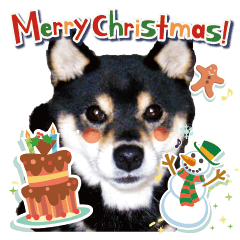 [LINEスタンプ] 柴犬 黒柴きのこの日常10 クリスマス正月編