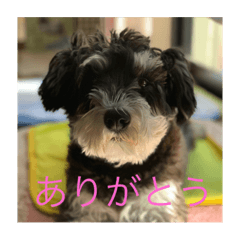 [LINEスタンプ] 愛犬はなちゃんのん2