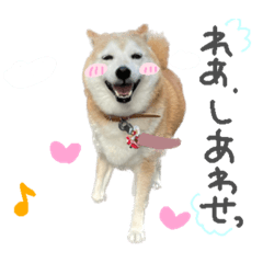 [LINEスタンプ] 柴犬 れあちゃん