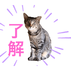 [LINEスタンプ] ☆れいさんスタンプ☆