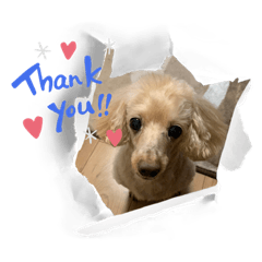 [LINEスタンプ] 愛犬のルイ君