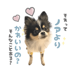 [LINEスタンプ] ポメラニアンのNoahくんです。