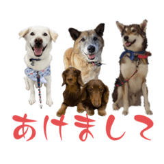 [LINEスタンプ] あけおめdogsスタンプ