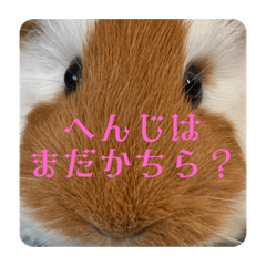 [LINEスタンプ] ランちゃん大入りスタンプ