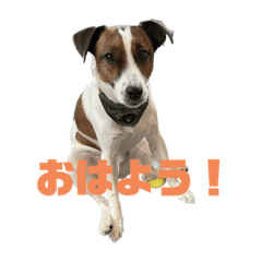 [LINEスタンプ] ジャックラッセルテリアのアッシュくん