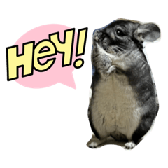 [LINEスタンプ] チンチラのふくちゃん♡
