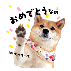 [LINEスタンプ] 柴犬ももっぷ【基本フレーズ編 その2】