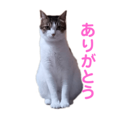 [LINEスタンプ] ニナチョコの日常スタンプ