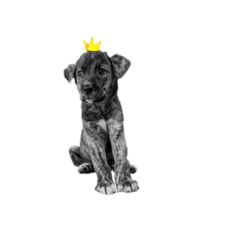 [LINEスタンプ] ソル語