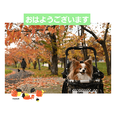 [LINEスタンプ] ぱぴぱぴパピヨン101