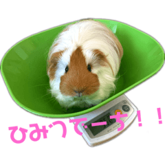 [LINEスタンプ] ランちゃん大盛りスタンプ