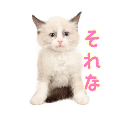 [LINEスタンプ] ラグドールねこ しおちゃん♀vol.1