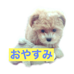 [LINEスタンプ] ソアラといっしょ