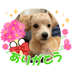 [LINEスタンプ] 加藤家のひまわりの画像（メイン）