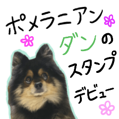 [LINEスタンプ] ポメラニアンのダンの毎日使えるスタンプ1